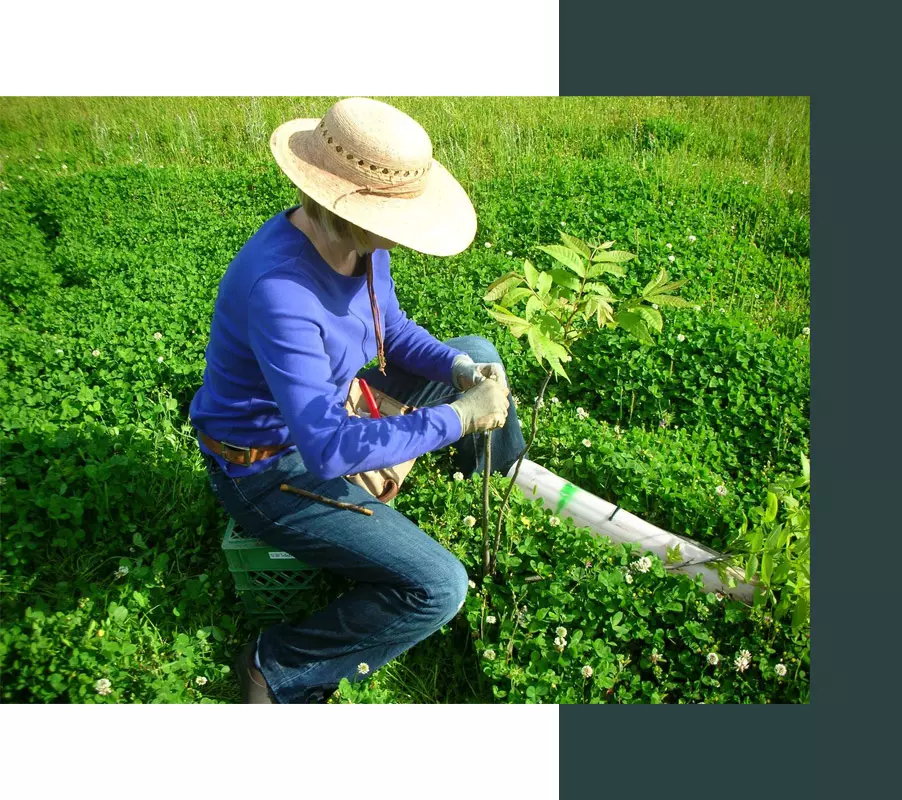 Louisiana Pecan Growers Association